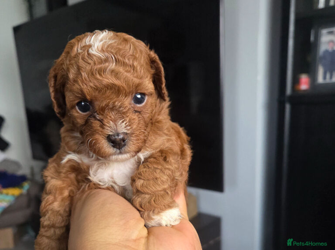 Toy Poodle dogs for sale: Gorgeous Red Toy Poodle Puppies - Advert 2