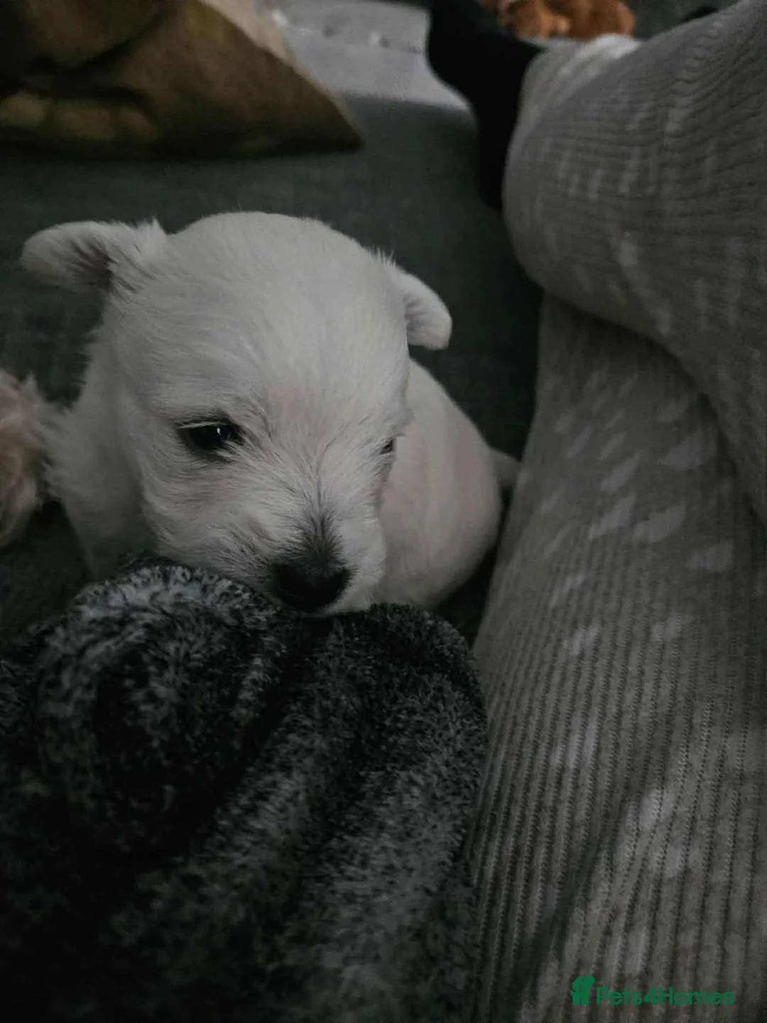 West Highland Terrier dogs for sale: West highland terrier  - Advert 2