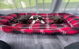 Cocker Spaniel dogs for sale: Cocker spaniel puppies  - Image 2