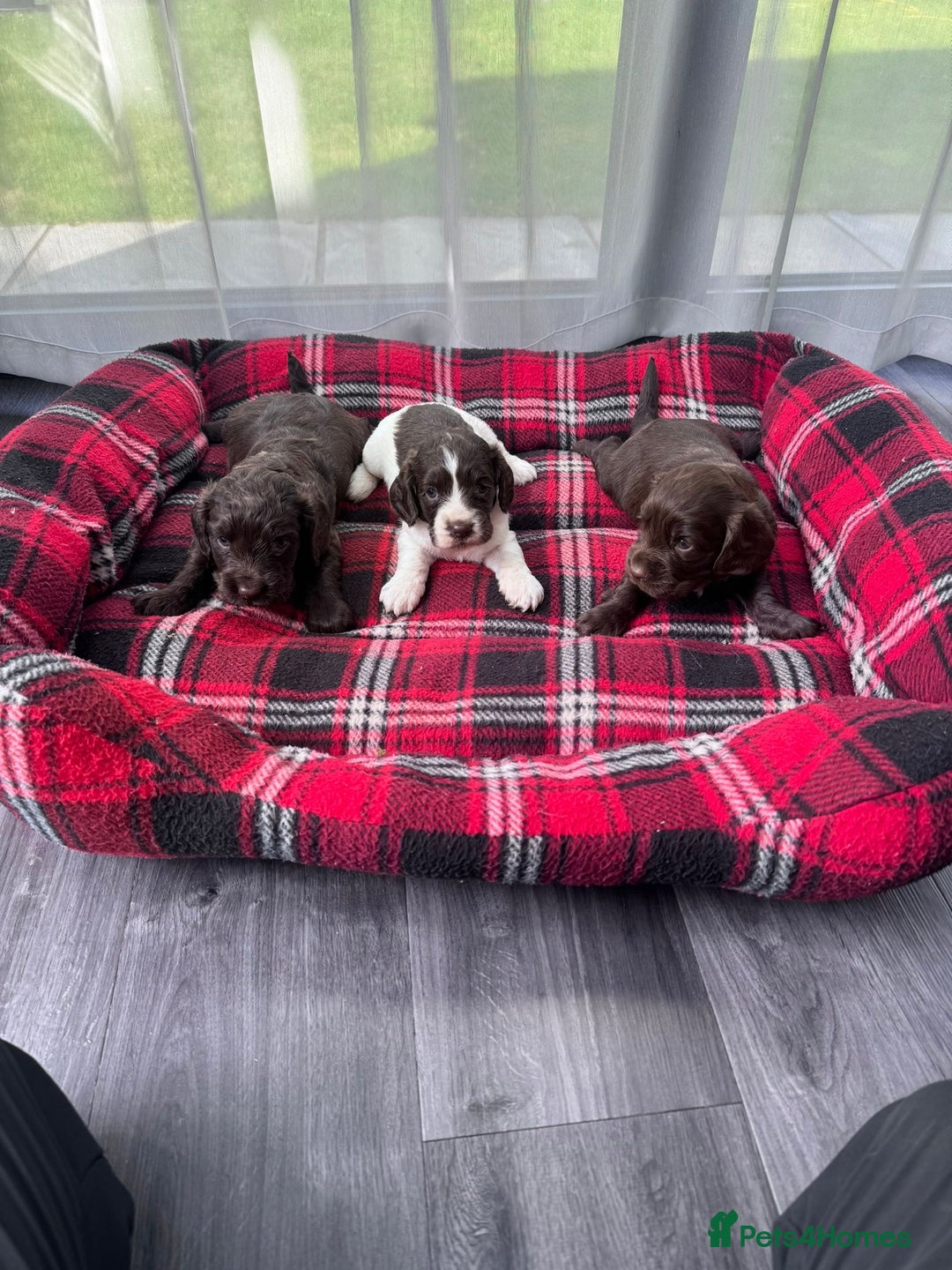 Cocker Spaniel dogs for sale: Cocker spaniel puppies  - Image 2