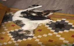 Asian cats for sale: Luna and euro  - Image 6