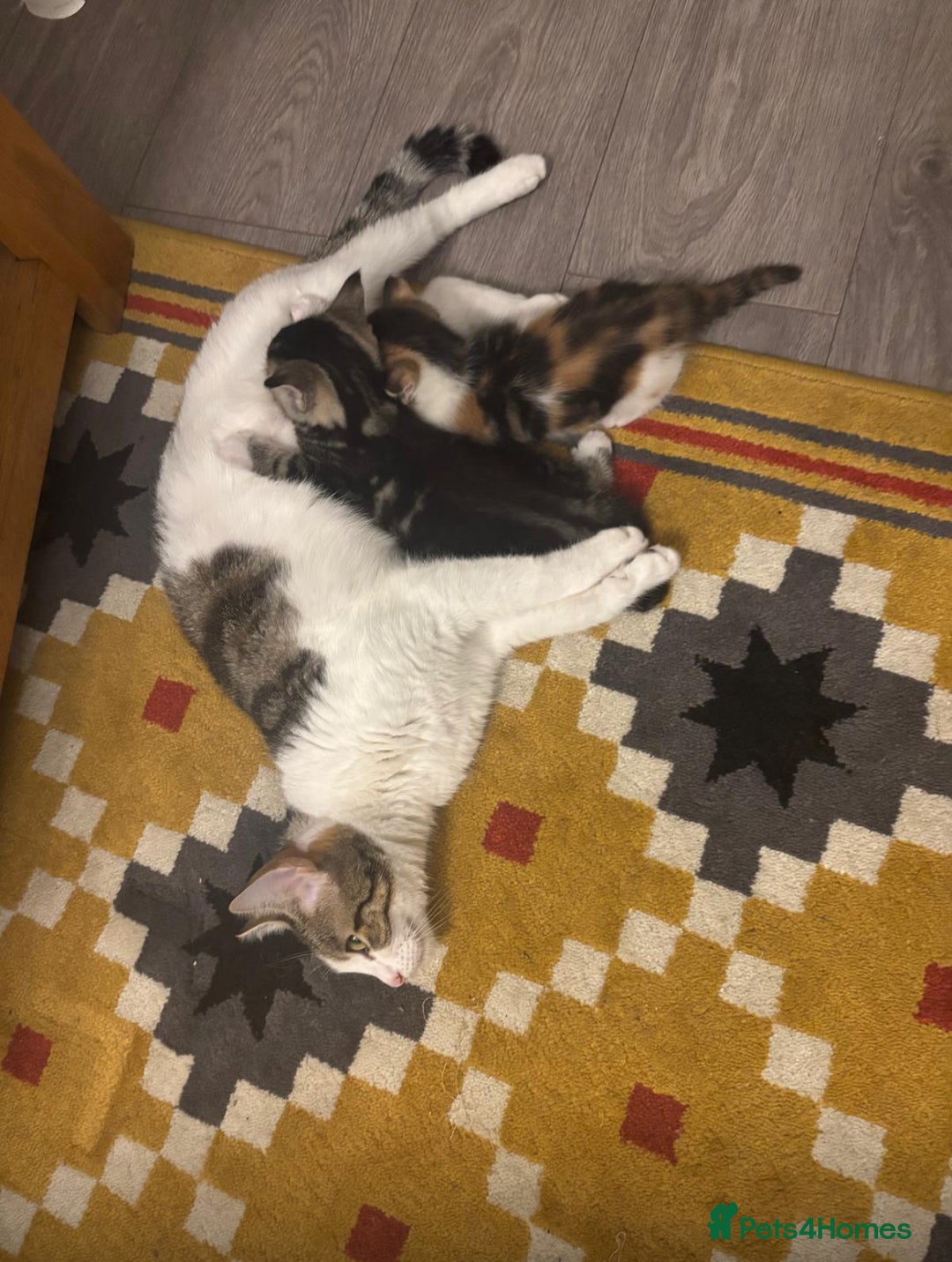 Asian cats for sale: Luna and euro  - Image 6