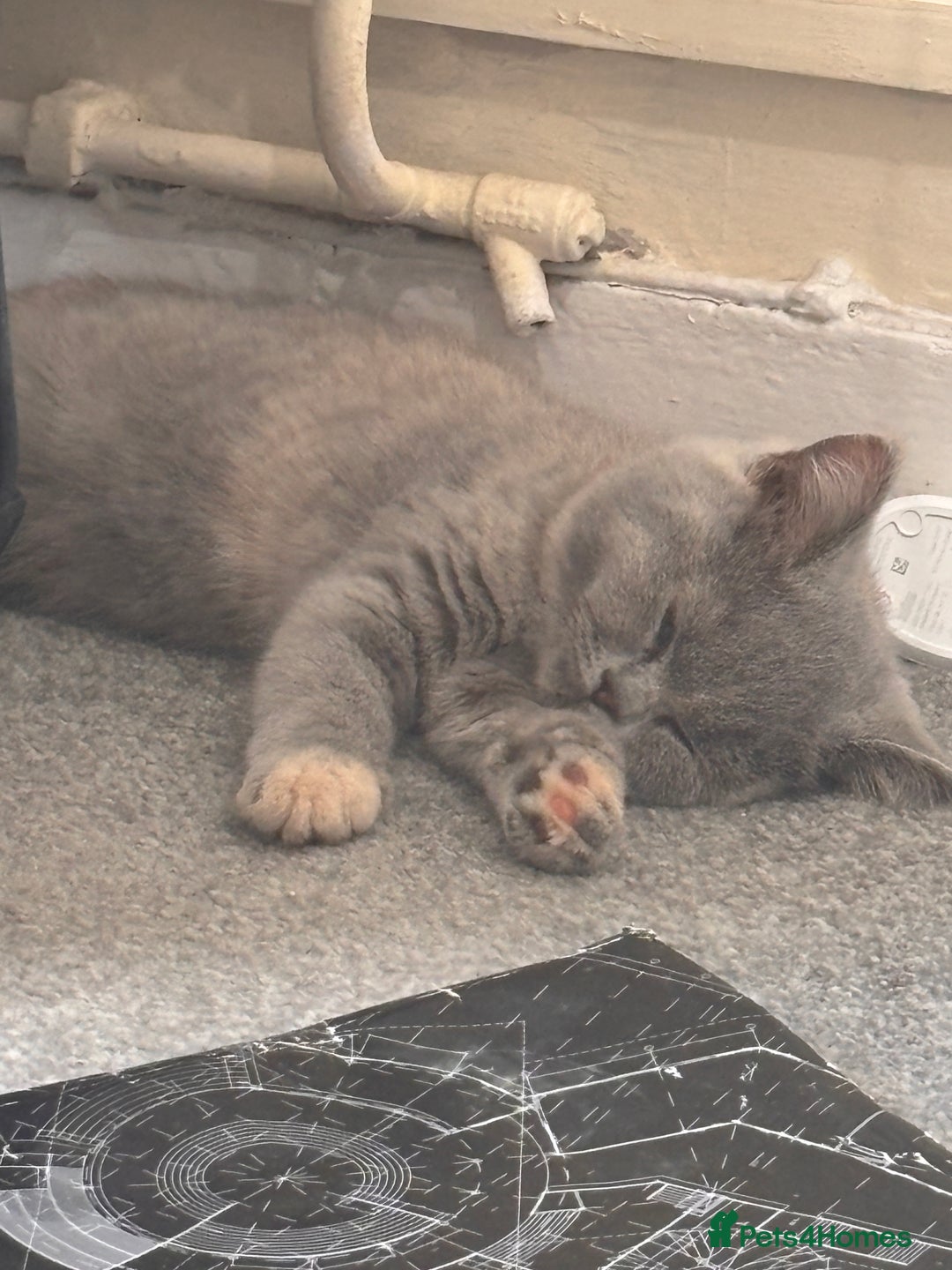 British Shorthair cats for sale: Beautiful british shorthair for sale  - Image 1