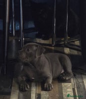 Staffordshire Bull Terrier dogs Stunning Staffordshire bull terrier pups - Advert 6