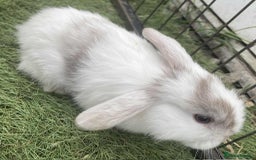 Mini Lop rabbits for sale: Mini lops for reserve  - Image 3