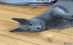 Russian Blue cats for sale: 🐾 Beautiful 18-Month-Old Russian Blue Male Cat - Image 2