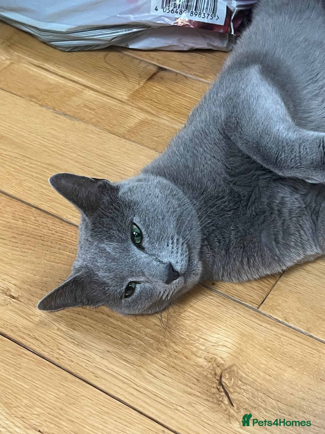 Russian Blue cats for sale: 🐾 Beautiful 18-Month-Old Russian Blue Male Cat - Image 2