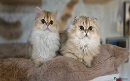 Scottish Fold cats for sale: I girl left! TICA reg. Scottish Fold ready to go - Image 1