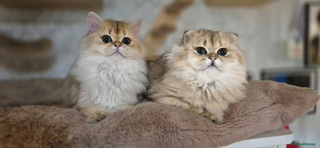 Scottish Fold cats for sale: I girl left! TICA reg. Scottish Fold ready to go - Image 1