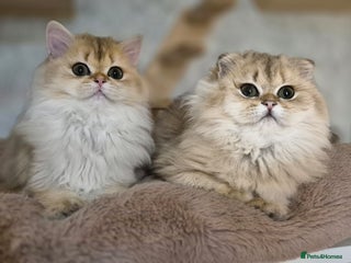 Scottish Fold cats - Advert 1