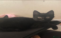 Mixed Breed cats for sale: 3 beautiful Maine Coon/Siamese mixed breed kittens - Image 3