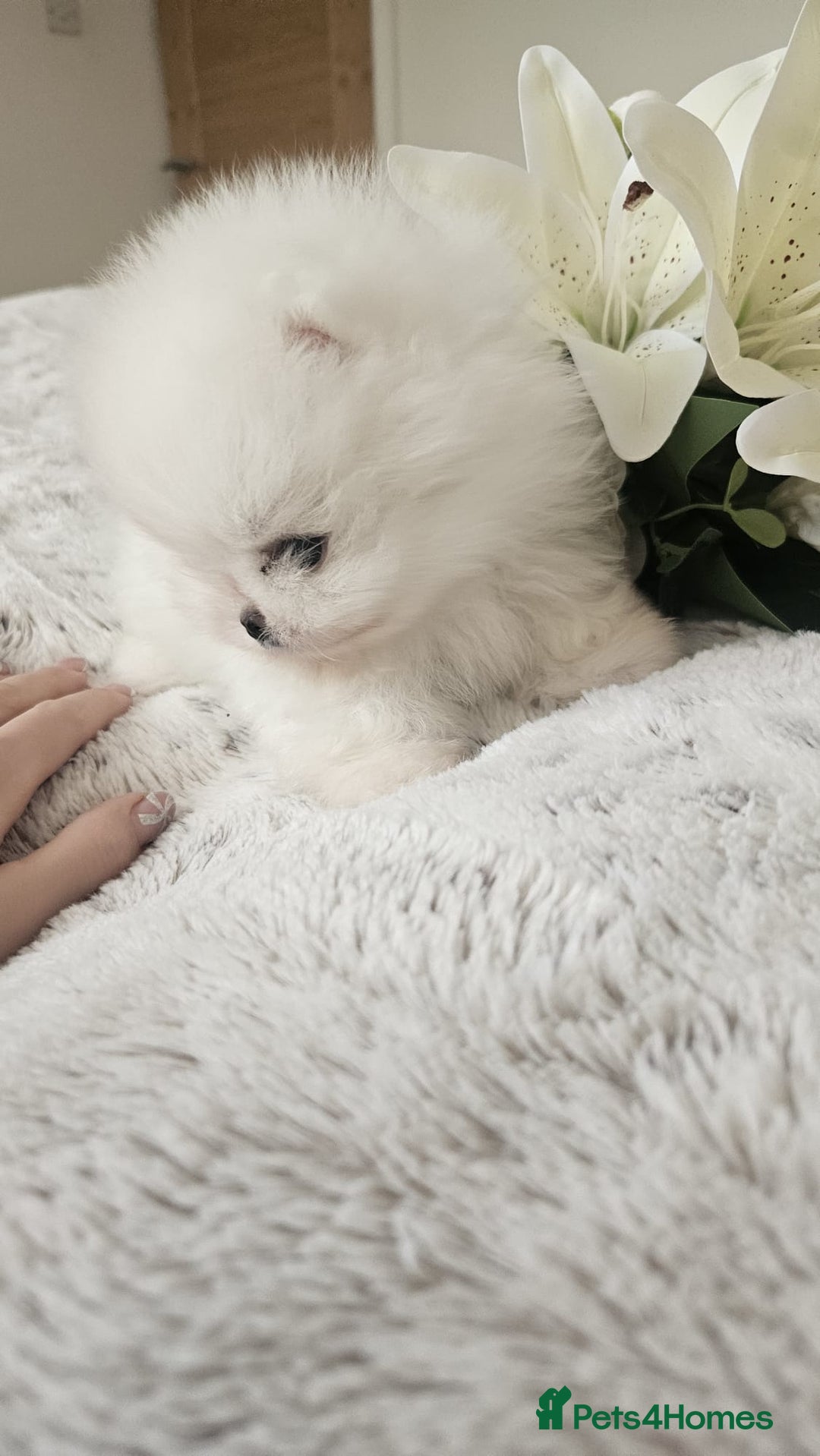 Pomeranian dogs for sale: Little beautiful pomeranians Tamworth  - Advert 9