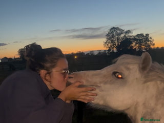 Welsh Section A horses - Advert 16