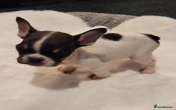 French Bulldog dogs for sale: French bulldog 2 boys and four girls - Image 3