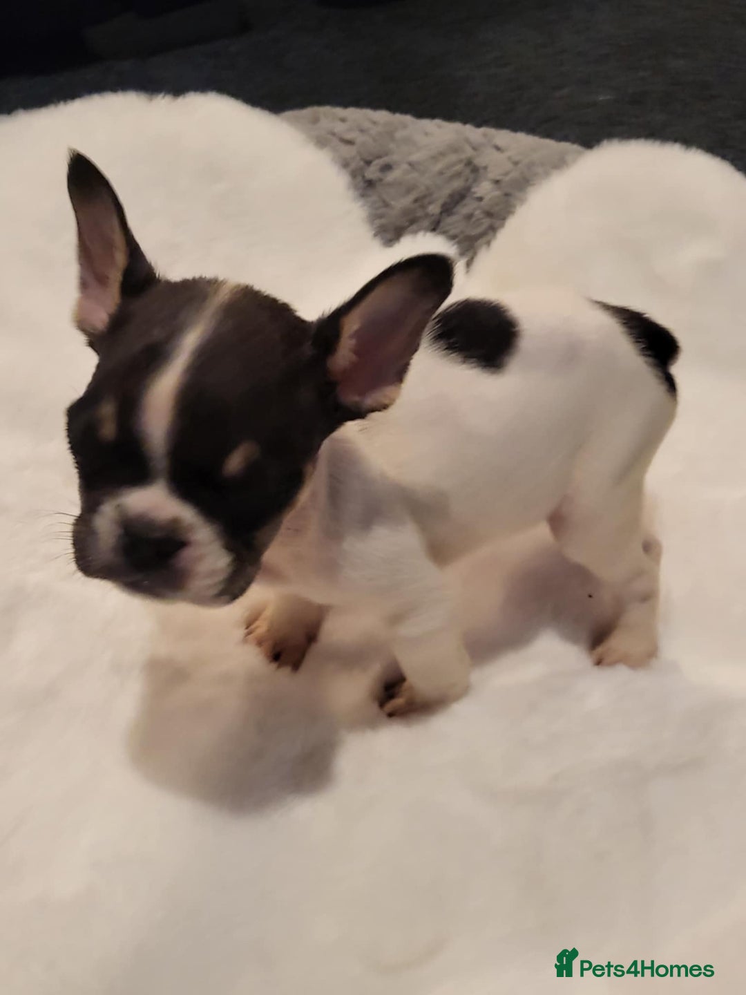 French Bulldog dogs for sale: French bulldog 2 boys and four girls - Image 3