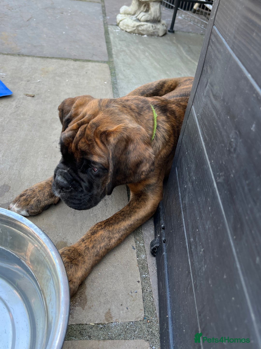 Boxer dogs for sale: Only 1 remaining! KC Boxer Puppies - Image 23