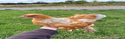 Chickens poultry for sale: Large Fowl Brahma Cockerels Mixed Colours - Advert 7