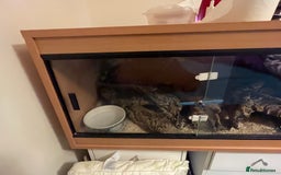 Python Snake reptiles for sale: Ball python morph - Image 8
