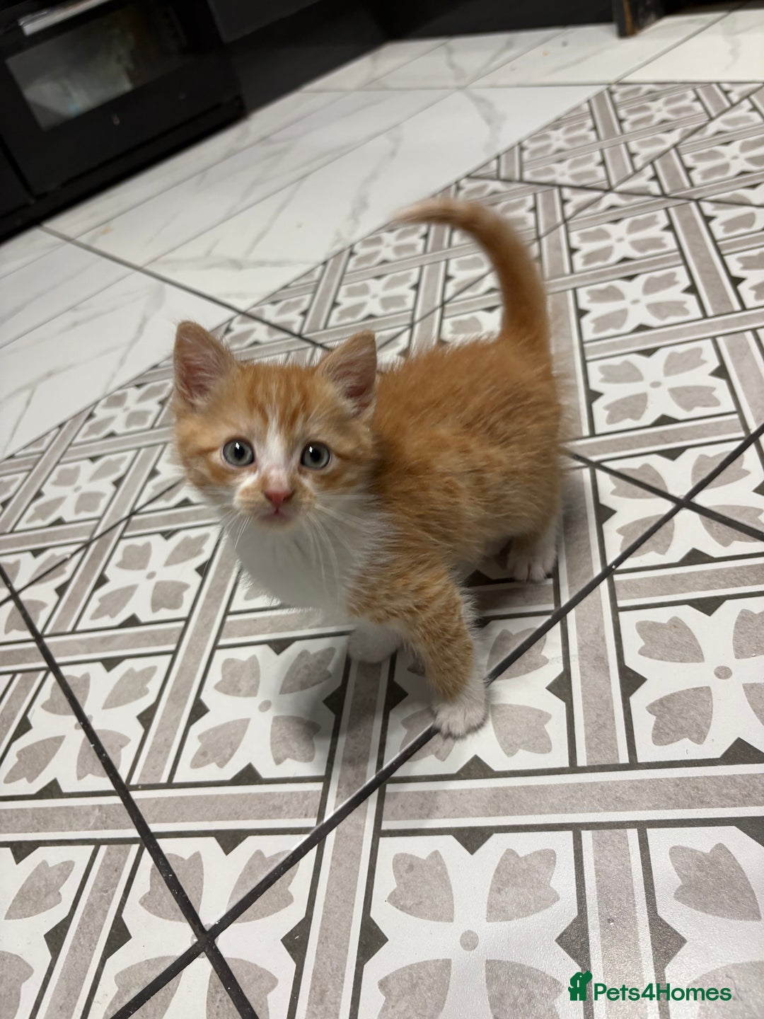 Mixed Breed cats for sale: Ginger Kitten - Advert 4