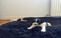 English Springer Spaniel dogs for sale: English springer spaniel pups - Image 1