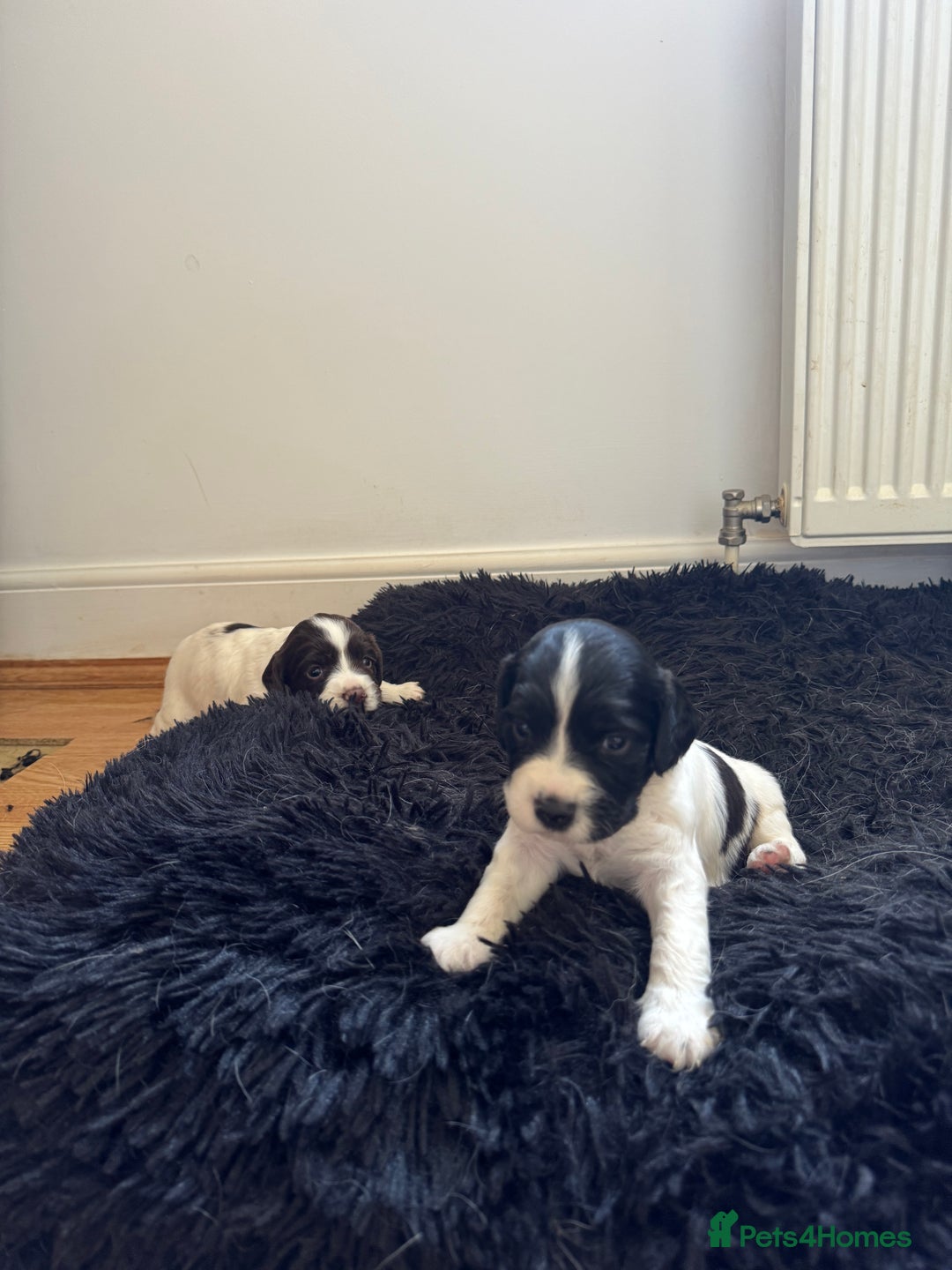 English Springer Spaniel dogs for sale: English springer spaniel pups - Image 1