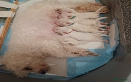 Bichon Frise dogs for sale: GORGEOUS BICHON FRISE❤️ 2 girls 3 boys - Image 19