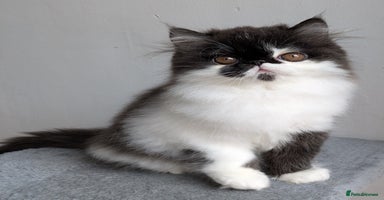 Persian cats - Advert 5