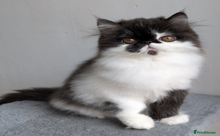 Persian cats - Advert 2
