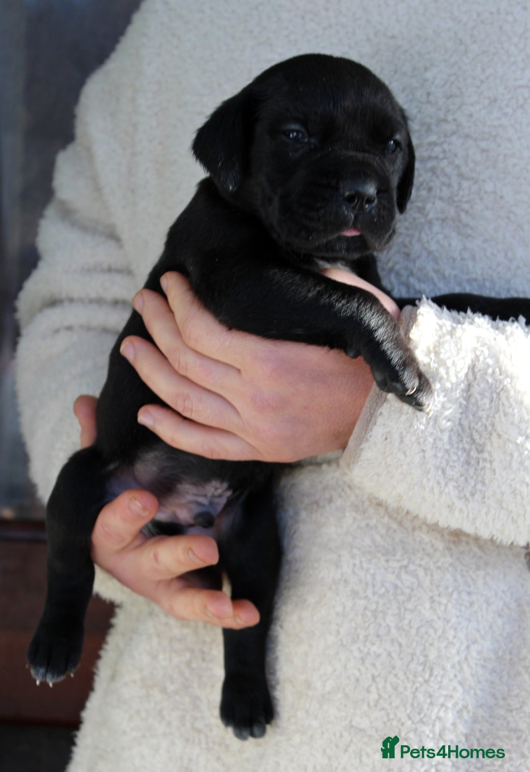 Cane Corso dogs for sale: Cane Corso Puppies from Exceptional Bloodlines, - Advert 27