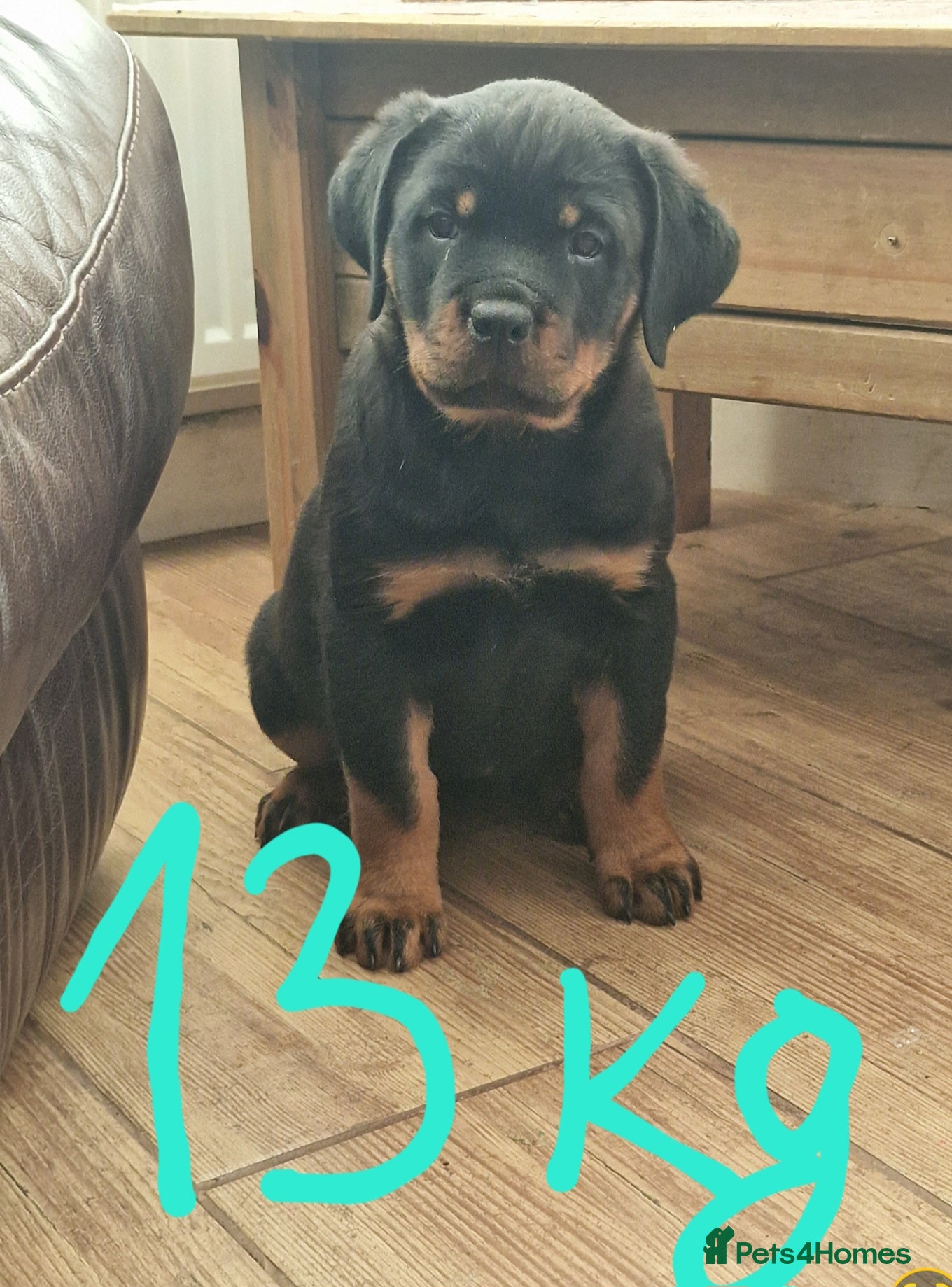 Rottweiler dogs MASSIVE ROTTWEILER PUPPY - Advert 2