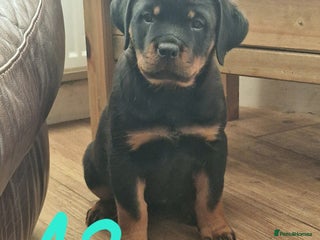 Rottweiler dogs MASSIVE ROTTWEILER PUPPY - Advert 2