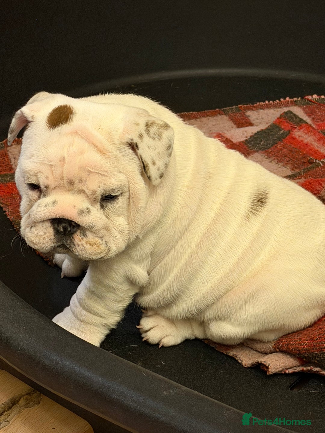 English Bulldog dogs for sale: English bulldogs - Advert 39