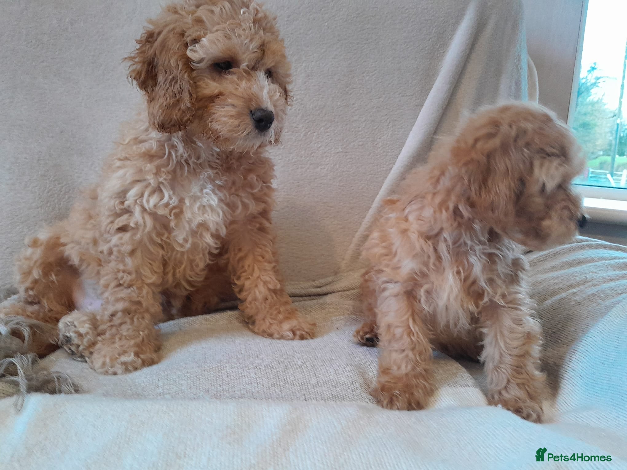 Cockapoo dogs Miniature cockapoo puppies  - Advert 1