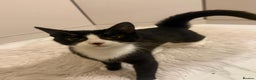 Mixed Breed cats for sale: Sweet Tuxedo girl  - Advert 3