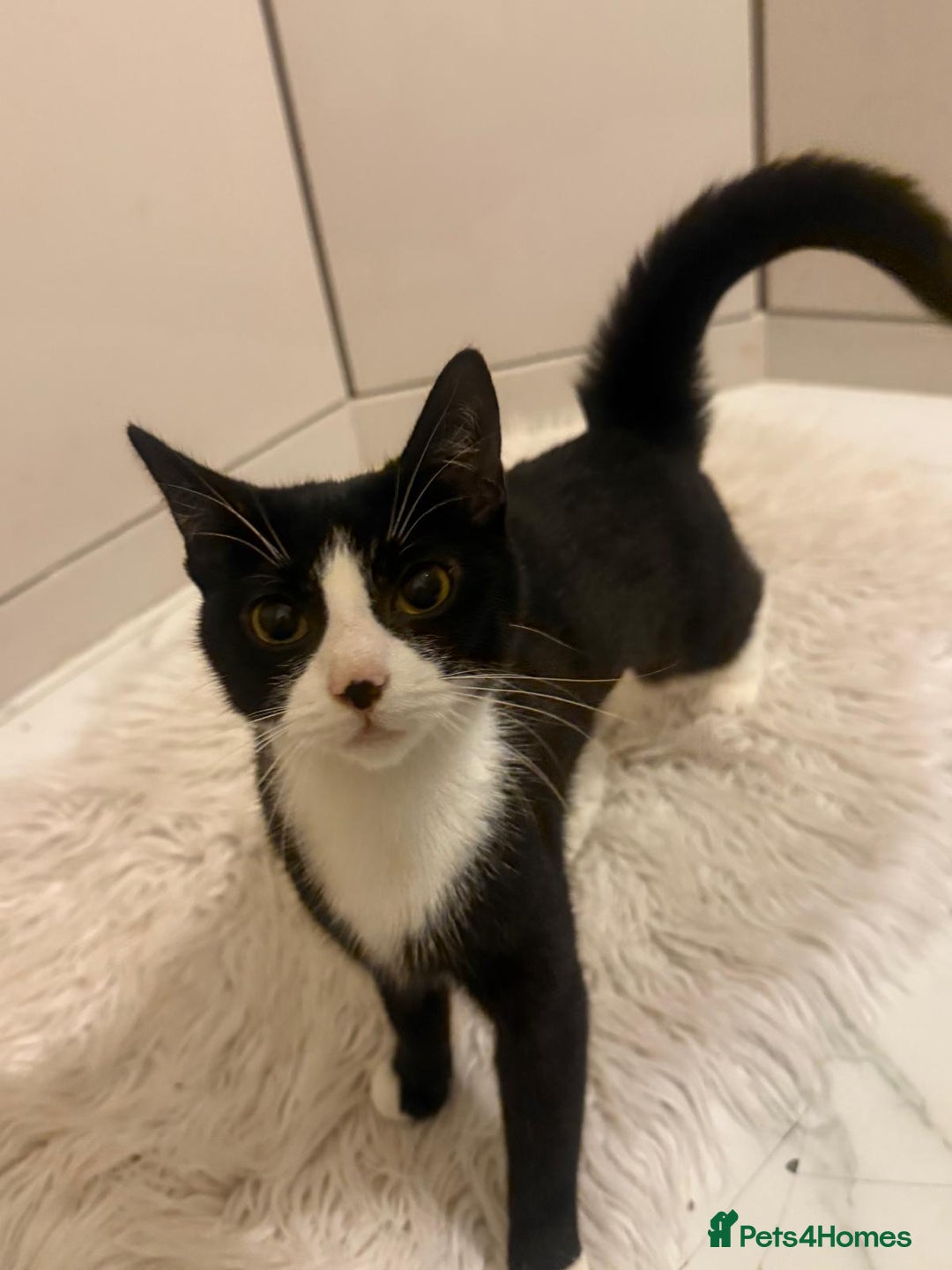 Mixed Breed cats for sale: Sweet Tuxedo girl  - Advert 3