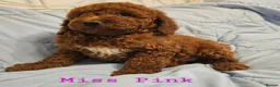 Mini Goldendoodle dogs for sale: Miniature Goldendoodle F1bb Ready Now  - Advert 5