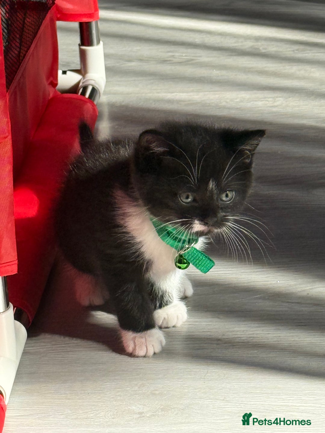 British Shorthair cats for sale: Last one left grey and white female  - Image 35