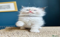 Ragdoll cats for sale: Stunning Rainbow of Ragdoll Kittens - Image 39