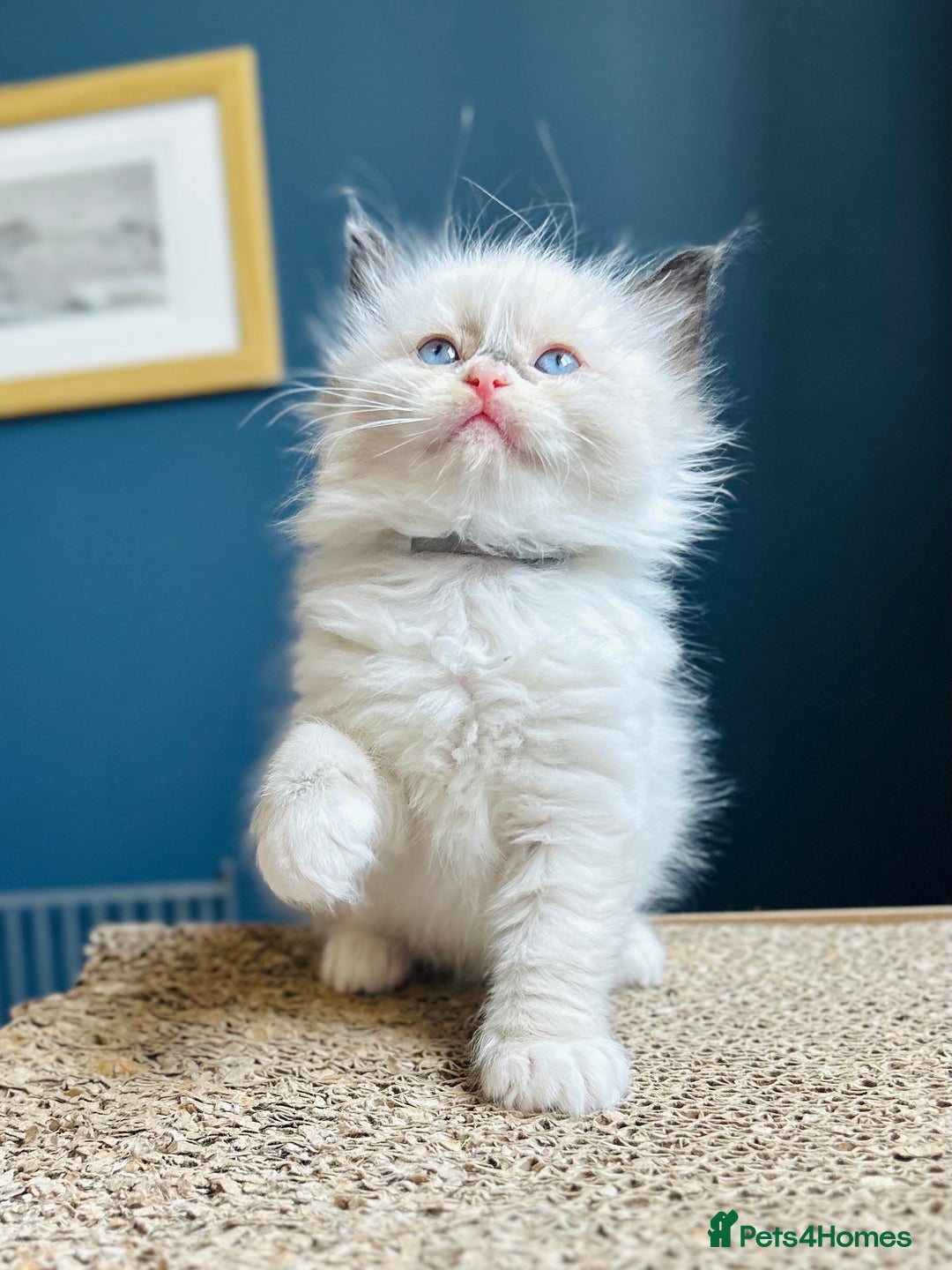 Ragdoll cats for sale: Stunning Rainbow of Ragdoll Kittens - Image 39