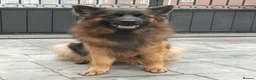 German Shepherd dogs for sale: Long hair German Shepherd puppy full health tests - Advert 2