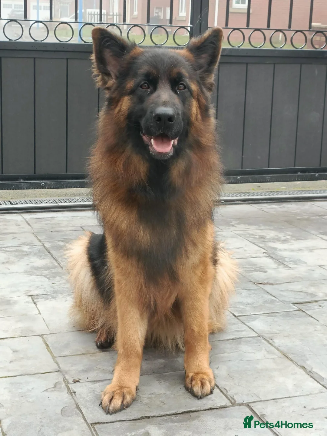 German Shepherd dogs for sale: Long hair German Shepherd puppy full health tests - Advert 2