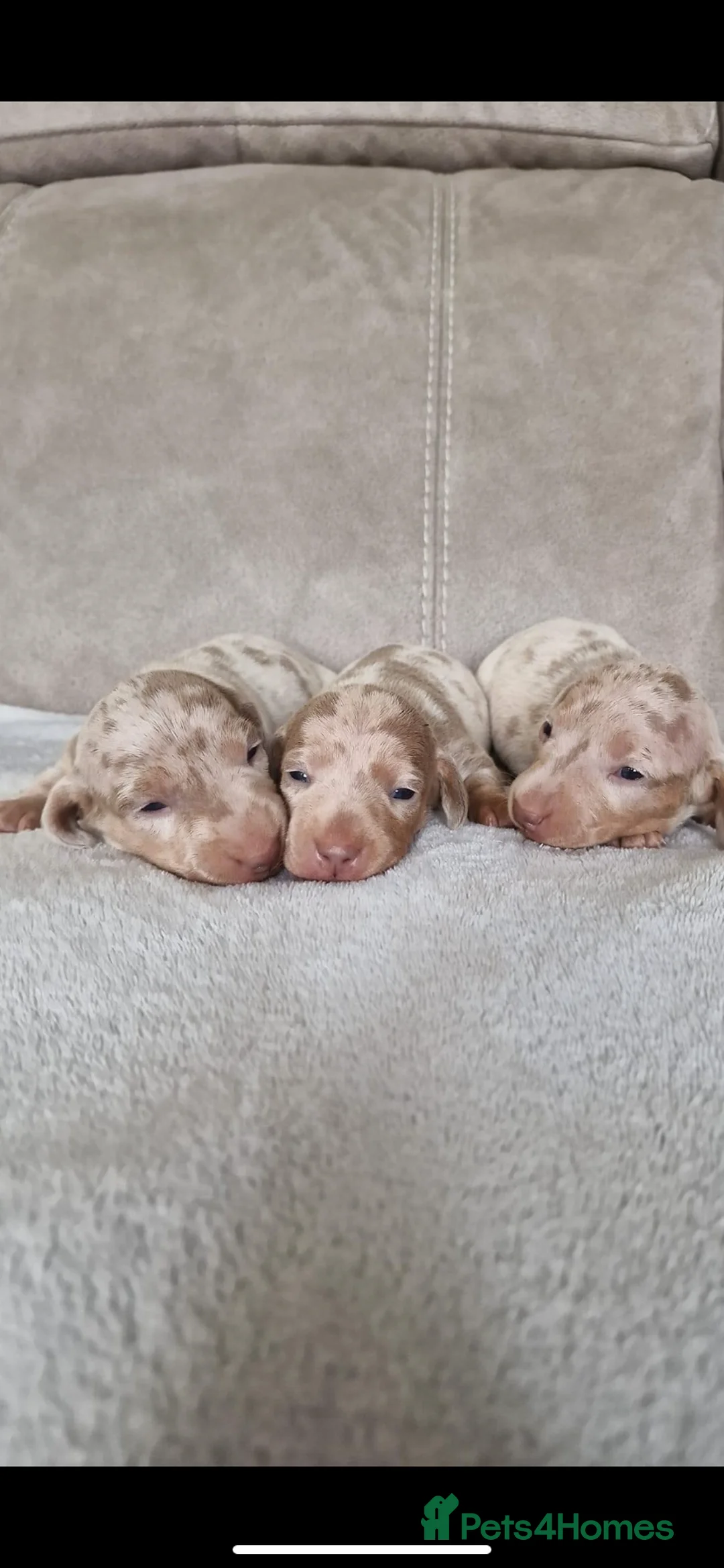 Miniature Dachshund dogs for stud: **Frankie the most handsome mini dachshund** in Walsall - Advert 8