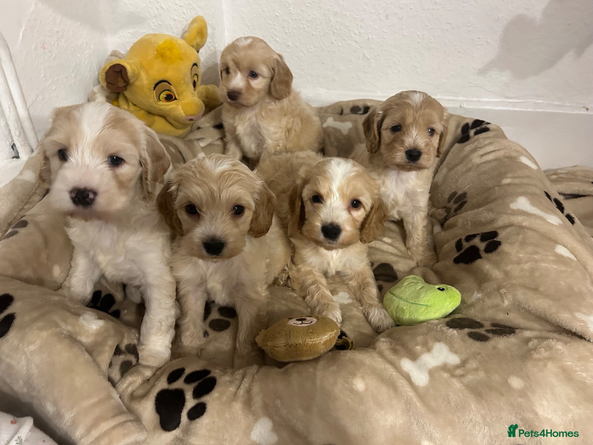 Cockapoo dogs 🏆🥇Tiny toy cockapoo 🏆🥇 - Advert 12