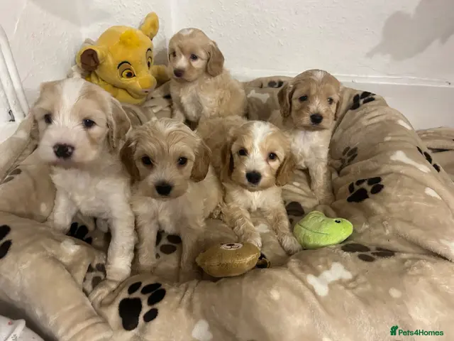 Cockapoo dogs 🏆🥇Tiny toy cockapoo 🏆🥇 - Advert 11