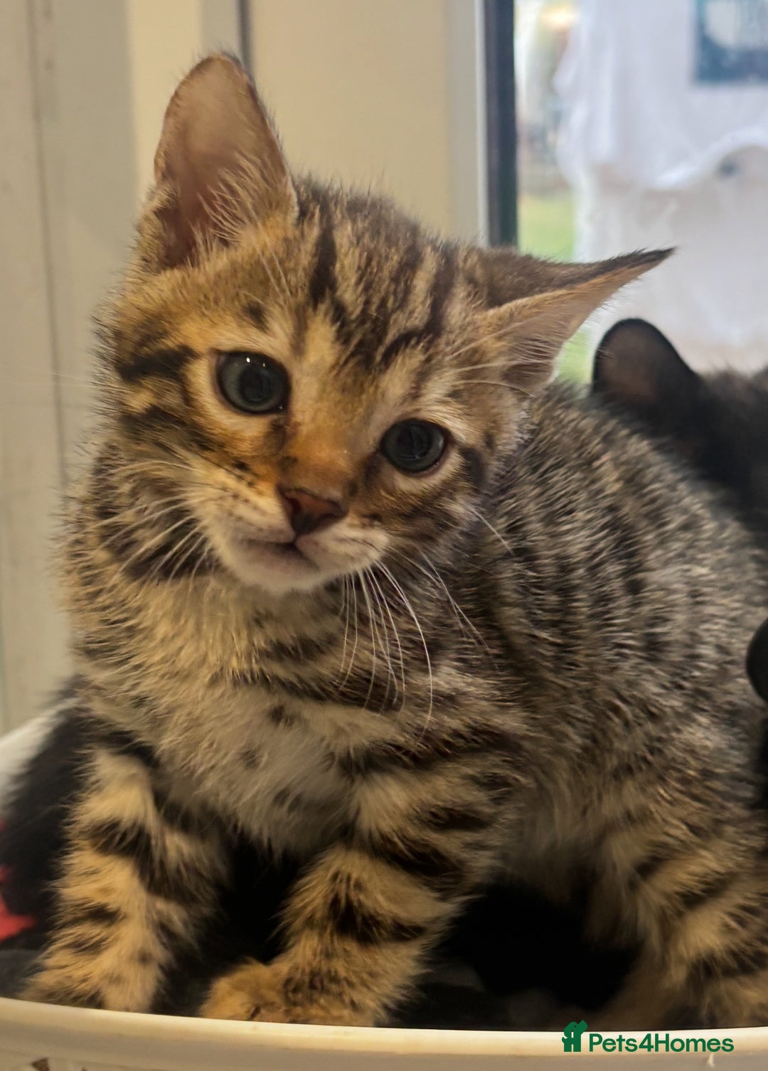 Bengal cats for sale: Black and charcoal Bengal kittens  - Image 11