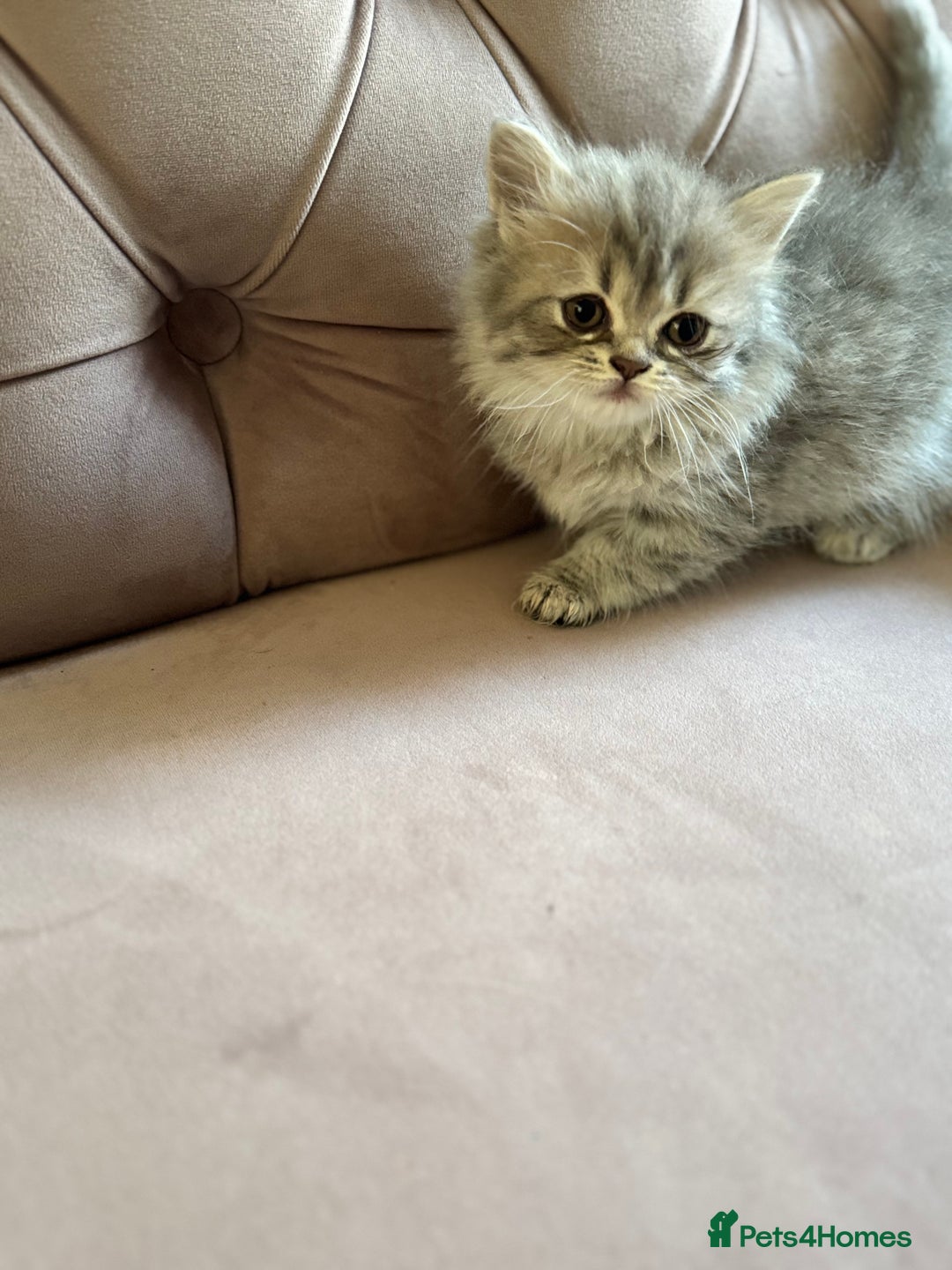 British Longhair cats for sale: British Long Hair Kittens - Image 6
