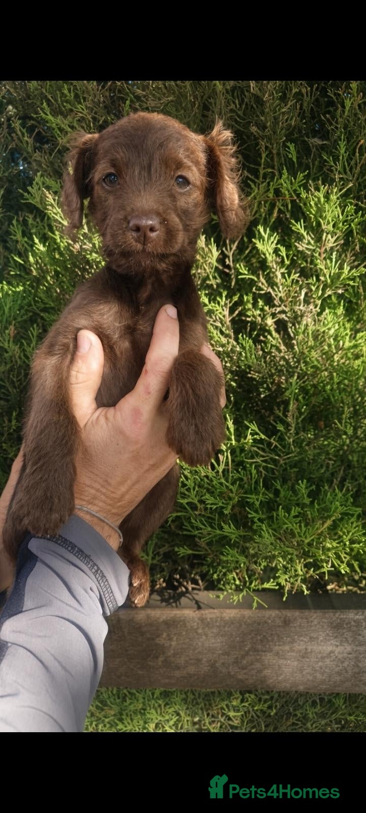 Mixed Breed dogs Ready for new homes Adorable Patterpoos - Advert 17