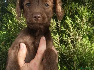 Mixed Breed dogs Ready for new homes Adorable Patterpoos - Advert 17