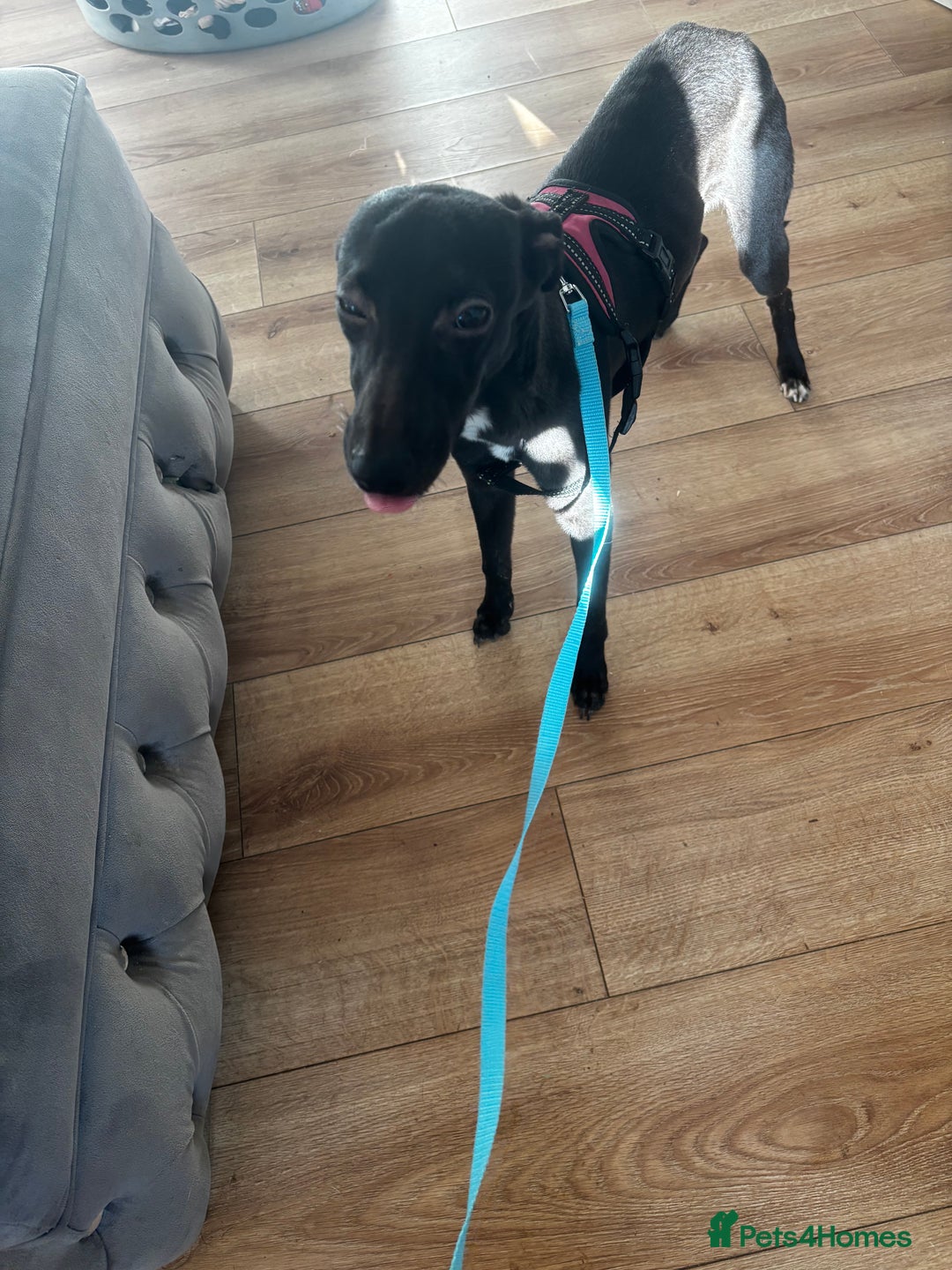 Mixed Breed dogs for sale: Mini whippet male for sale  - Advert 3