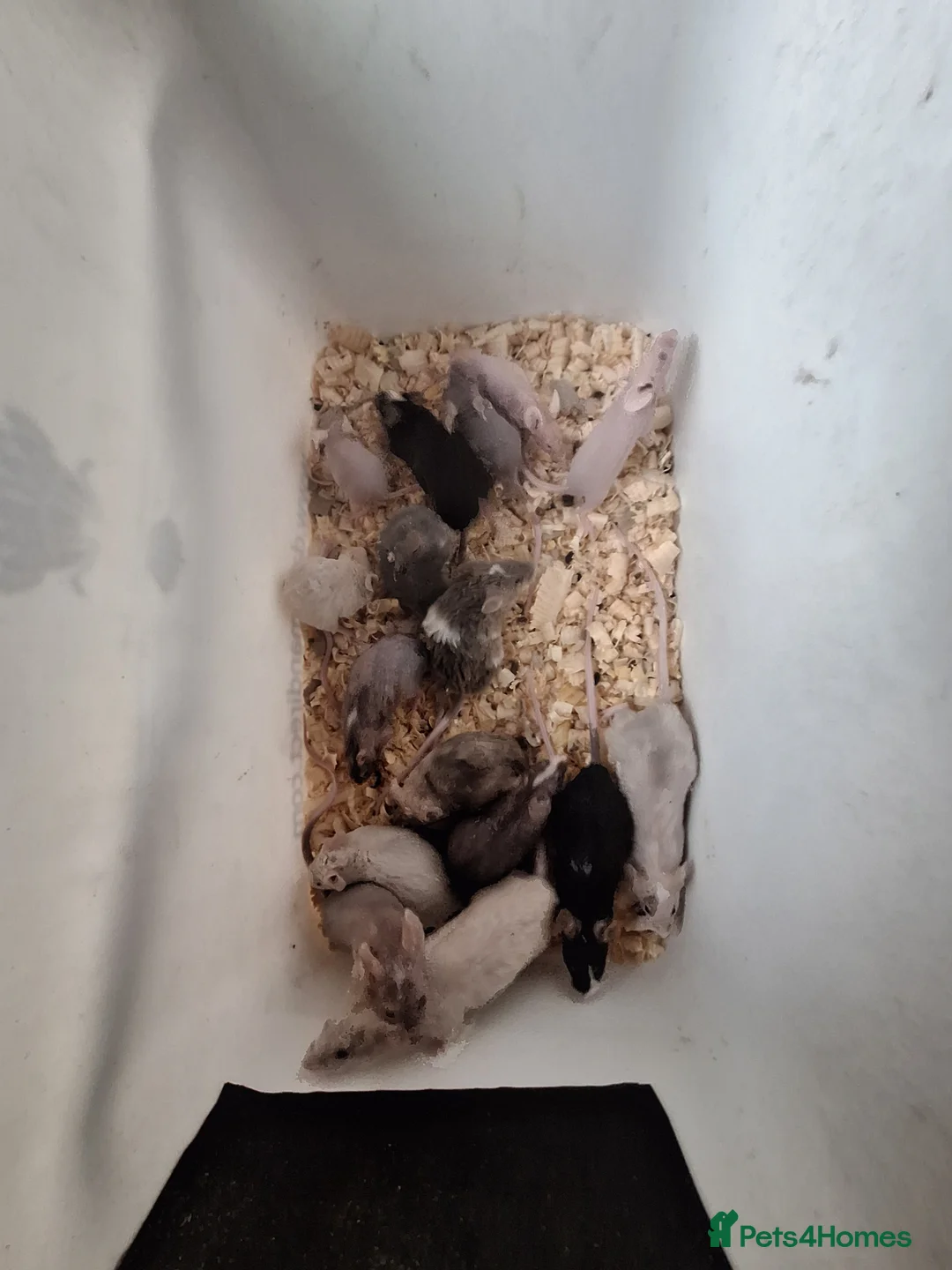 Mouse rodents for sale: Fancy pet mice for sale  - Advert 4